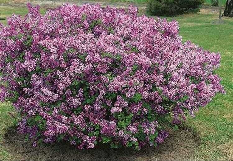 Lilak Mayera pachnący