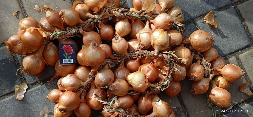 Корчуля кущівка шалот цибуля на посадку в наявності садиться як навес