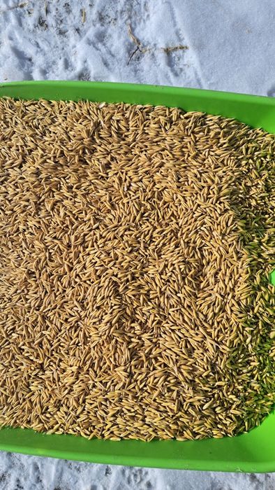 Owies Poker po centrali od rolnika