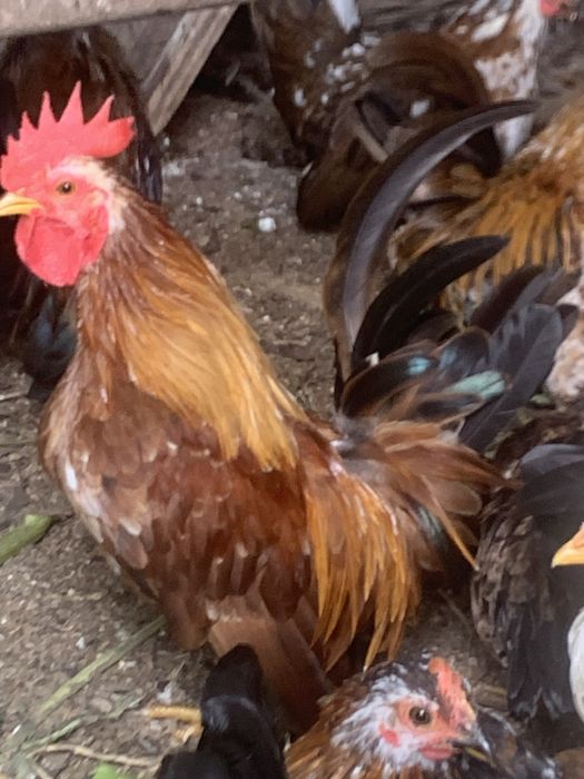 Serames adultos e jovens