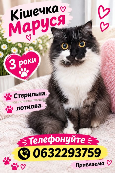 Кішка шукає дім, телефонуйте.