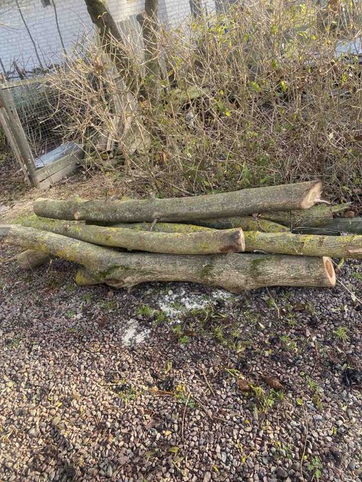 Деревн Горіх зрізаний