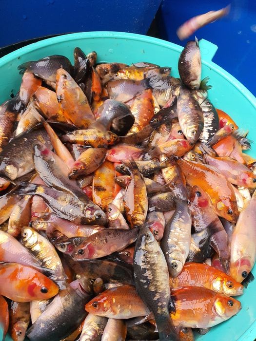 Ryby kolorowe do oczka, ryby do stawu, Karaś, Karp,