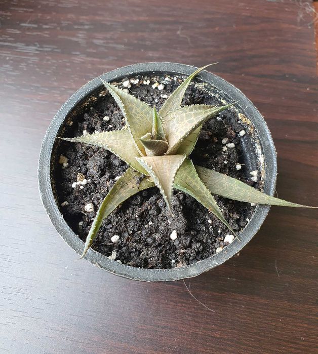 Продам излишки суккулентов