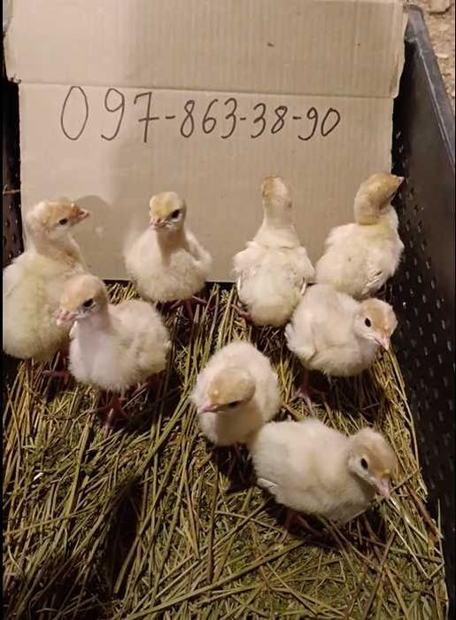 Индюшонок суточный