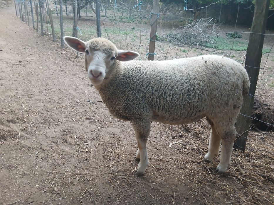 Borrega com cerca de 4 meses