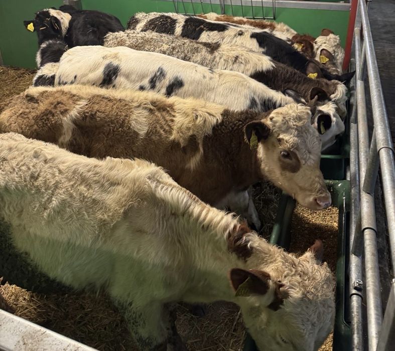 Odsadki, opasy, zarlaki, byczki i jalowki 207 kg, polskie