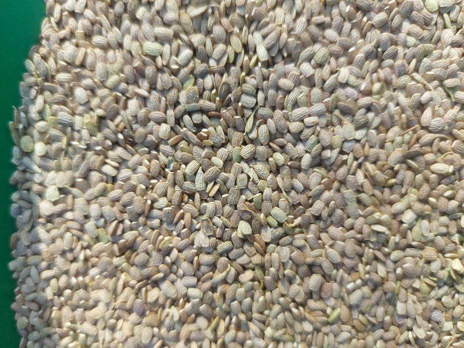 seradela 3 tony zbiór 2025 możliwa wysyłka