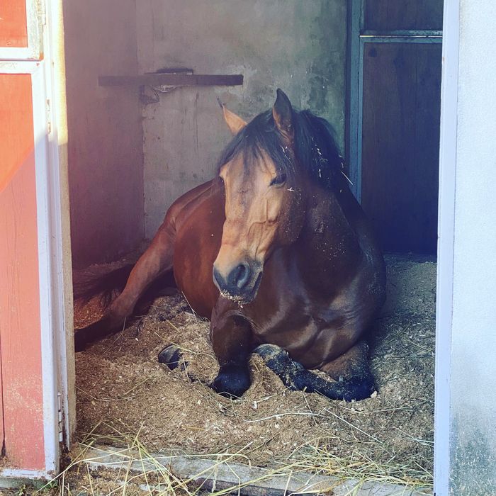 Cavalos a Penso ou Pasto - Vila Nova de Gaia