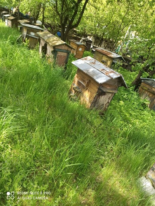 Sprzedam ule warszawskie