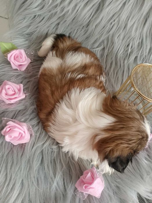 Piękna suczka rasy Shih-Tzu