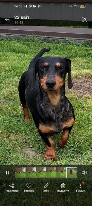 В'язка такса мраморний, чорний з підпалом.