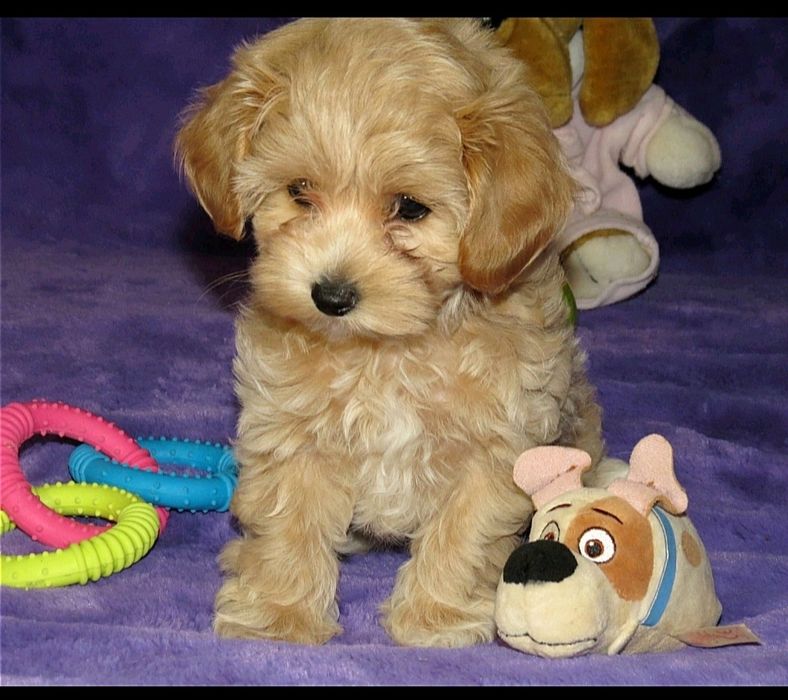 Мальтипу ф-1 професійне розведення