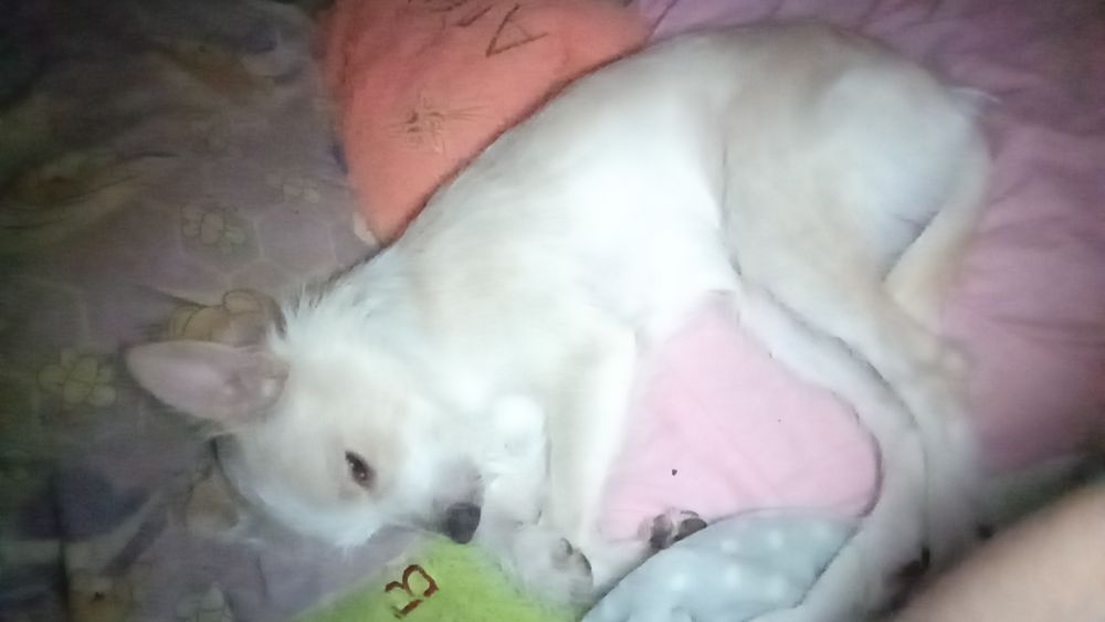 Отдам двоих собачек