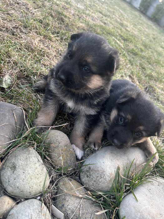 Цуценята німецька вівчарка чисто кровна