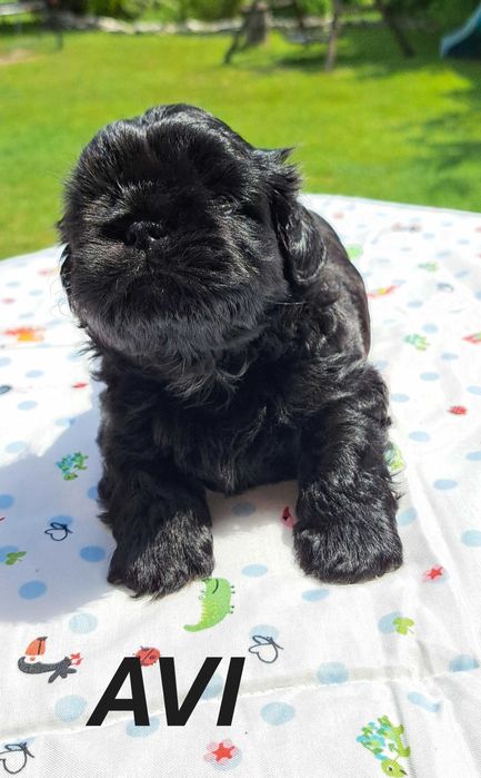 Shih-tzu piesek ZKwP FCI