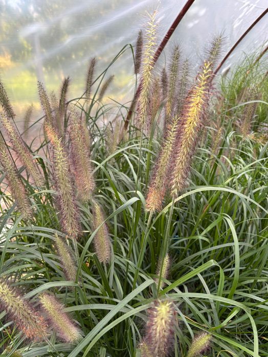 Rozplenica Black Beauty, Moudry, Red Head