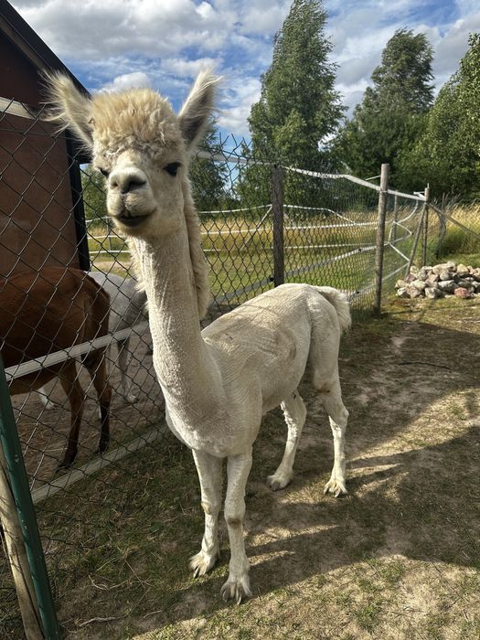 Sprzedam 3 alpaki samce, cena za wszystkie