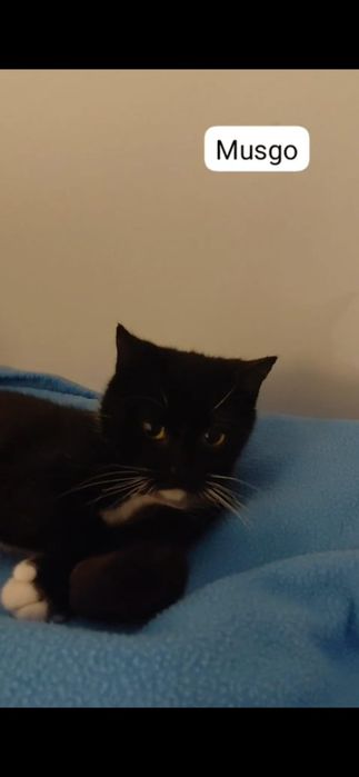 Musgo- gatinho bebe para adoção