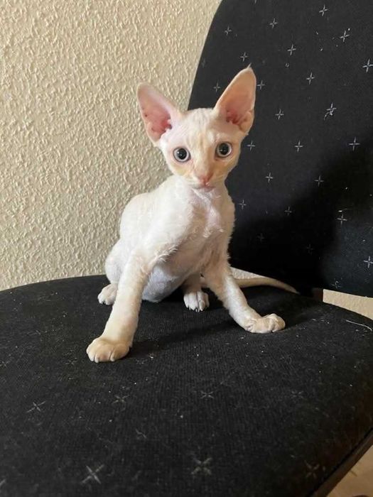 Devon Rex