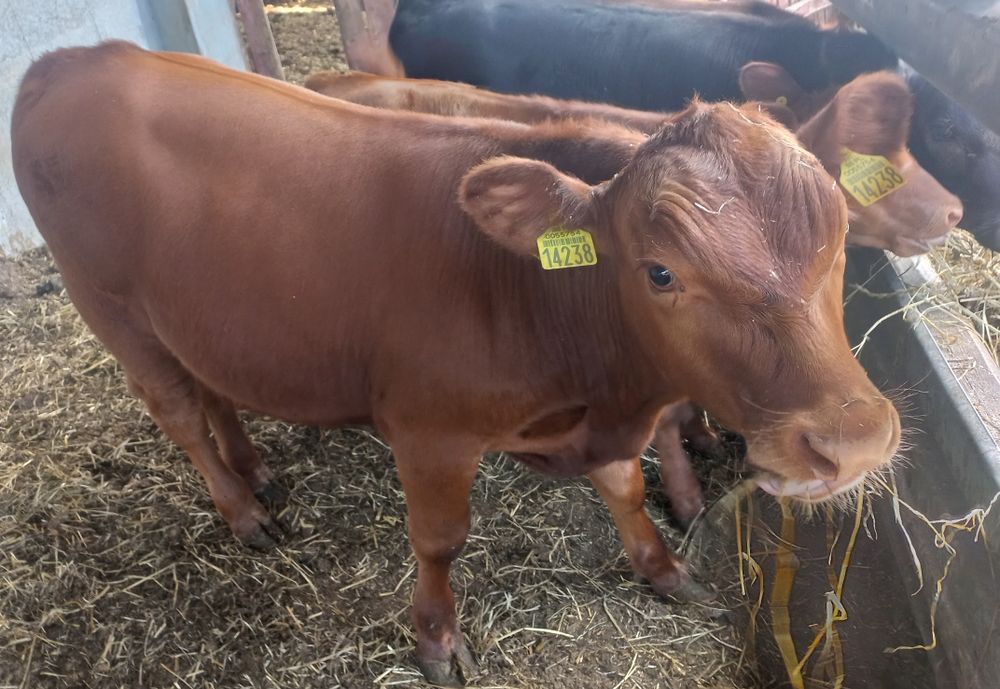 Red angus byk na rozplodnika
