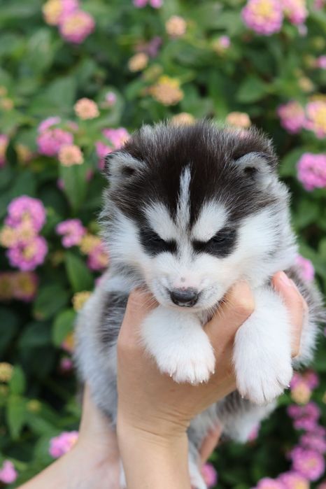 Husky Siberiano com LOP - Iaspis