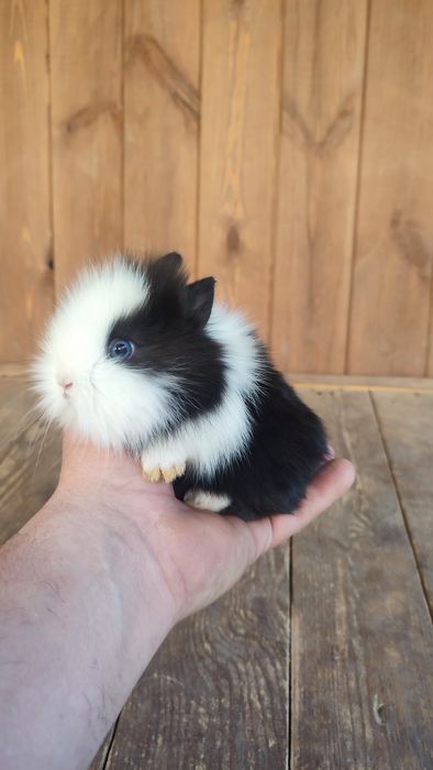 Królik króliki miniaturki miniaturka Teddy