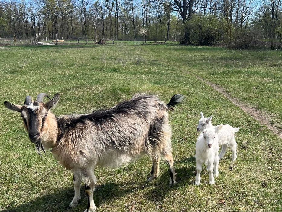 Продаю дійну козу