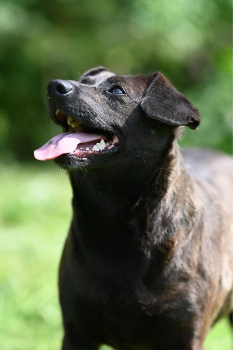 Suczka Kama szuka domu