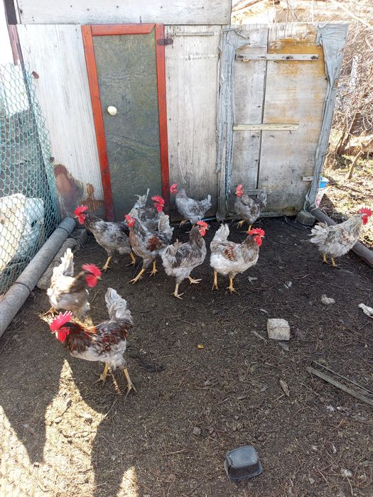 Продам домашних петухов!