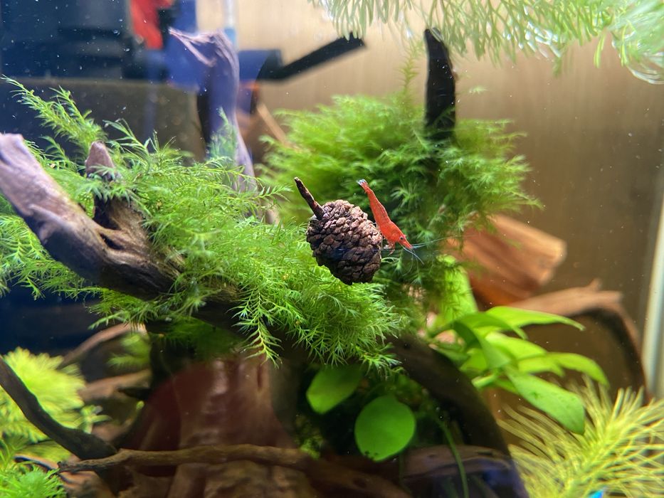 Phoenix moss mech na kratce 6,5x6,5 cm