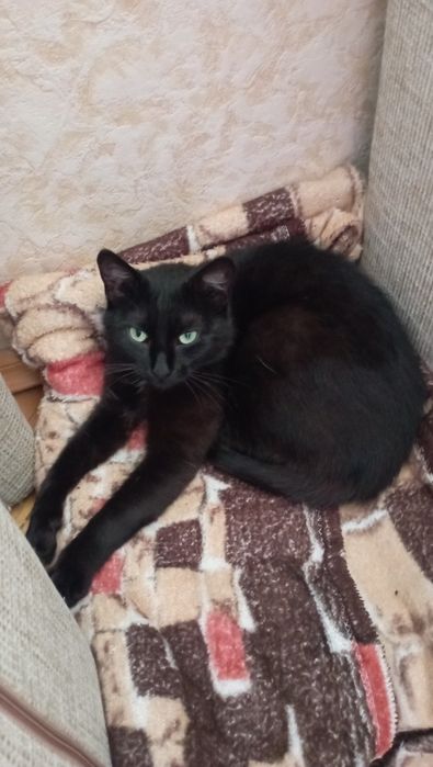 Чорненька кішечка