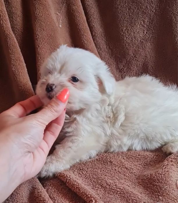 Excelente Bichon Maltes de Qualidade