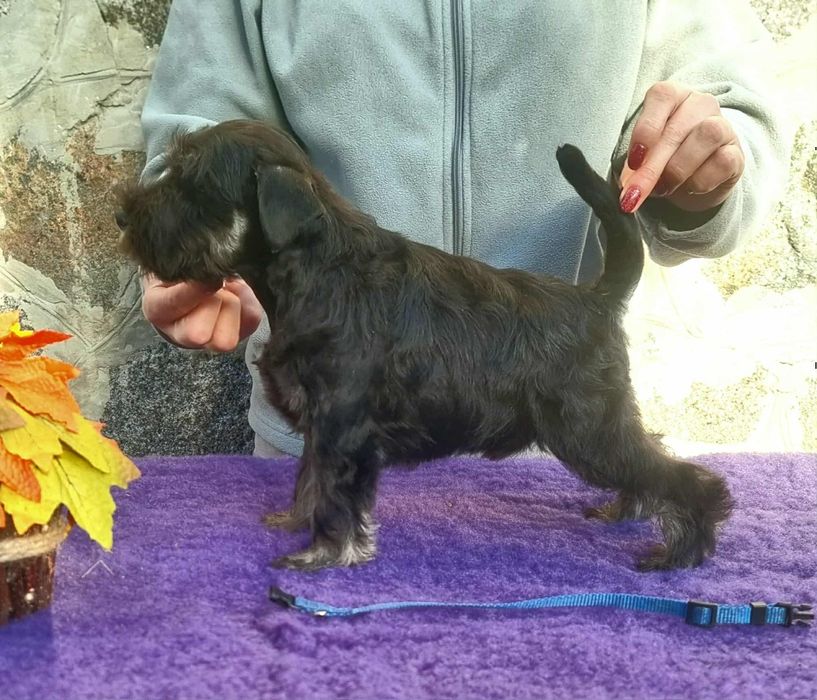 Цуценята цвергшнауцера