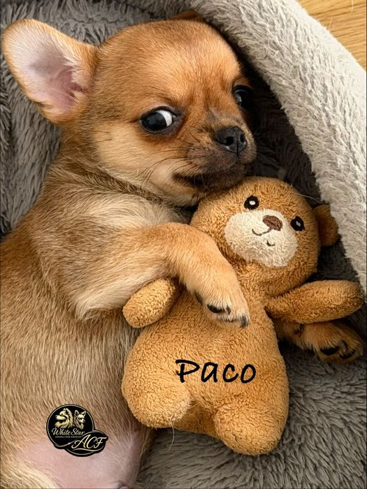 Chihuahua śliczny piesek