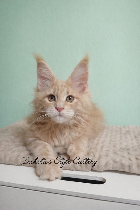 Кошенята Мейн кун з офіційного розплідника, з документами