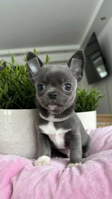 Śliczny Chłopczyk Chihuahua z Rodowodem Niebiesko-biały Mickey