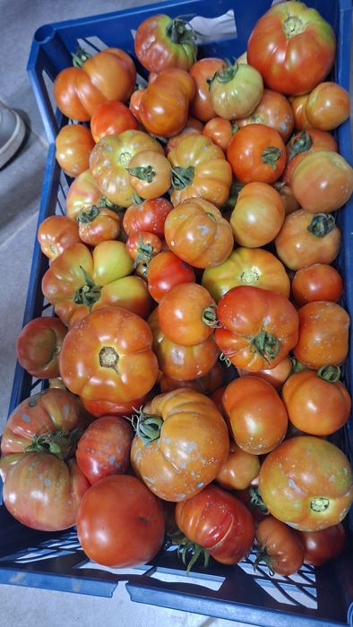 Vendo tomates caseiros