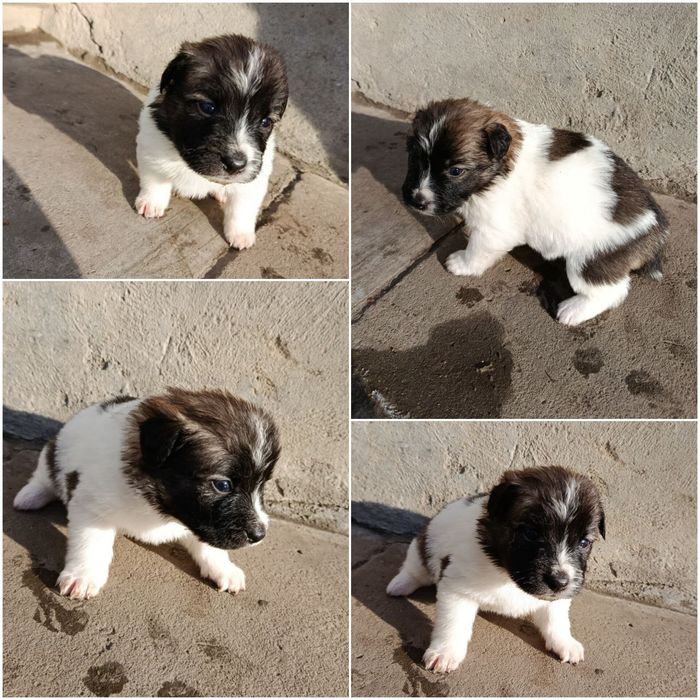 Відам в хороші руки цуценята.