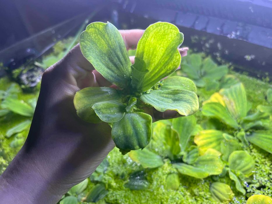 Sprzedam rośliny pistie rozetkowe