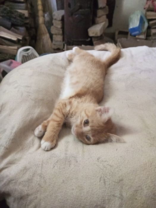 Котенок бесплатно