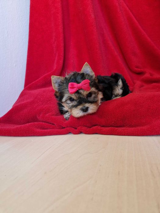 śliczna sunia yorkshire terrier