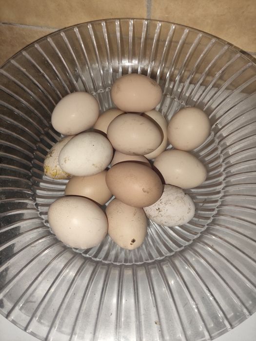 Ovos caseiros  dúzia
