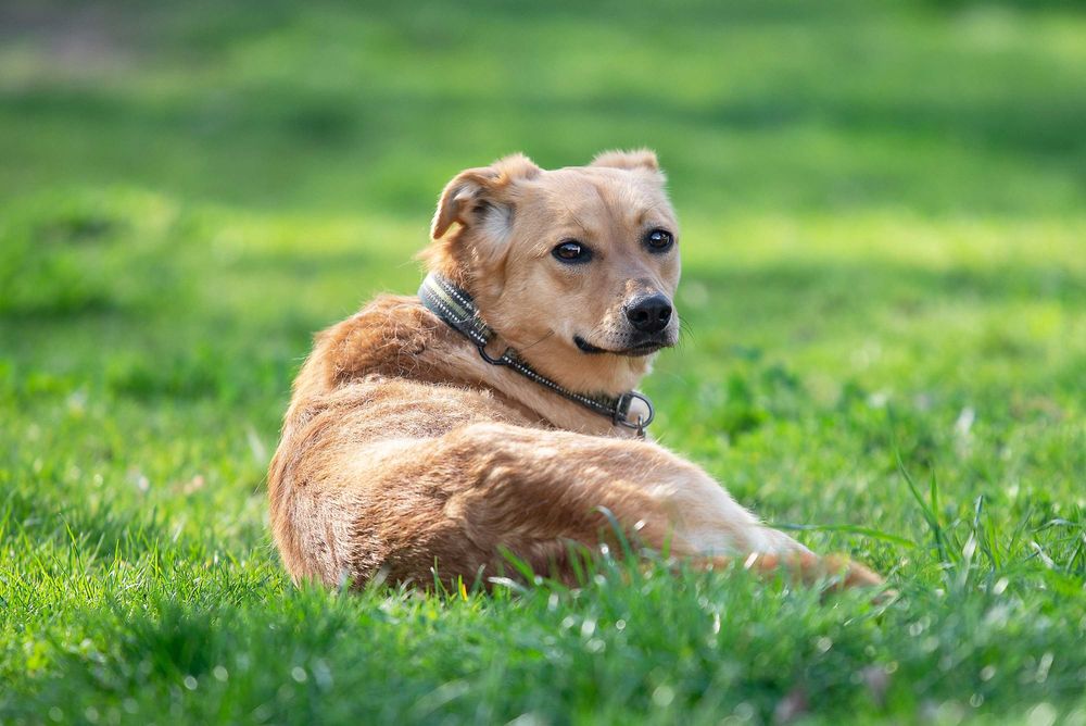 Віддам в добрі руки особливу молоду собачку Фею.