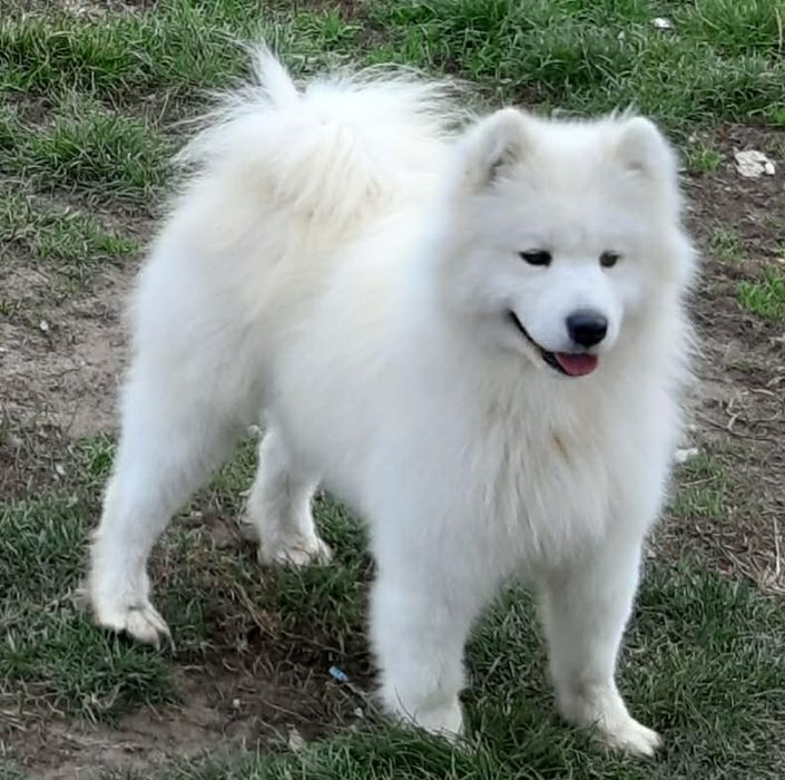 Samoyed zkwp FCI suczka