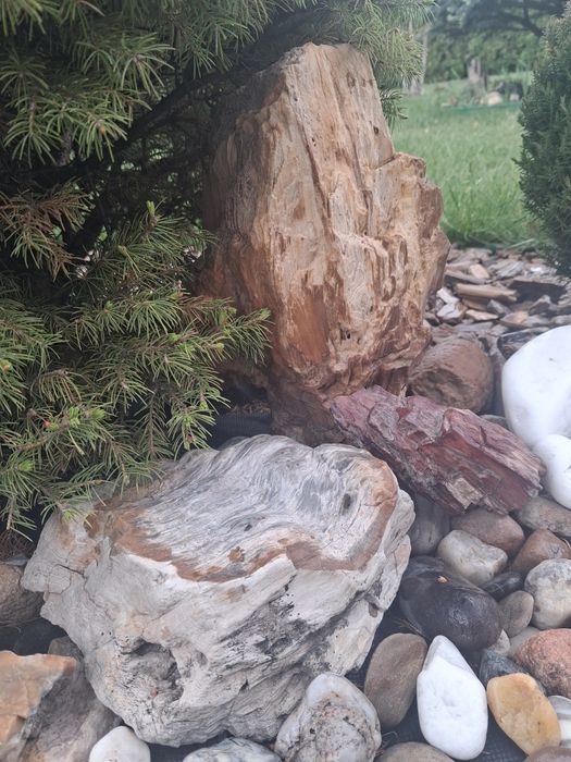 Скам'ніле дерево для ландшафту