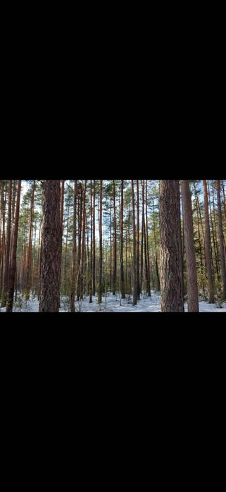 Sprzedam las 3,7 ha Krupice gmina Wyszki powiat bielski. Działka leśna OKAZJA - Widok 2