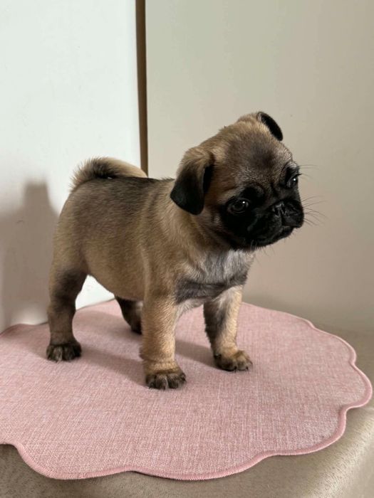 Mops piękna suczka