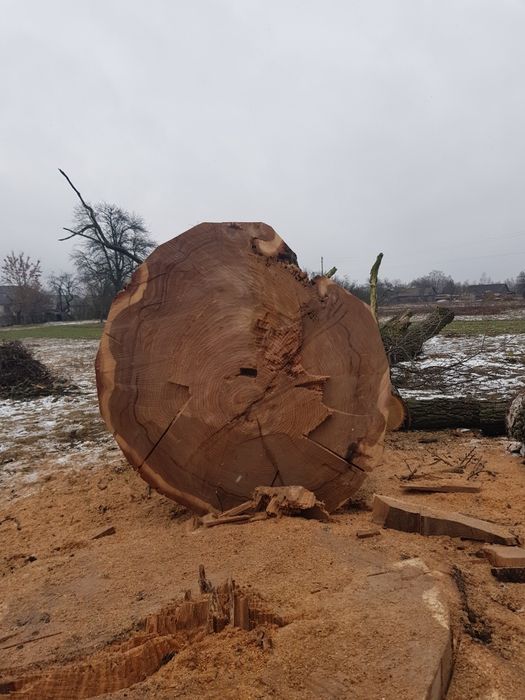 Продам дуба, комлеву частину, ціна вказана за цілий кусок, не за куб