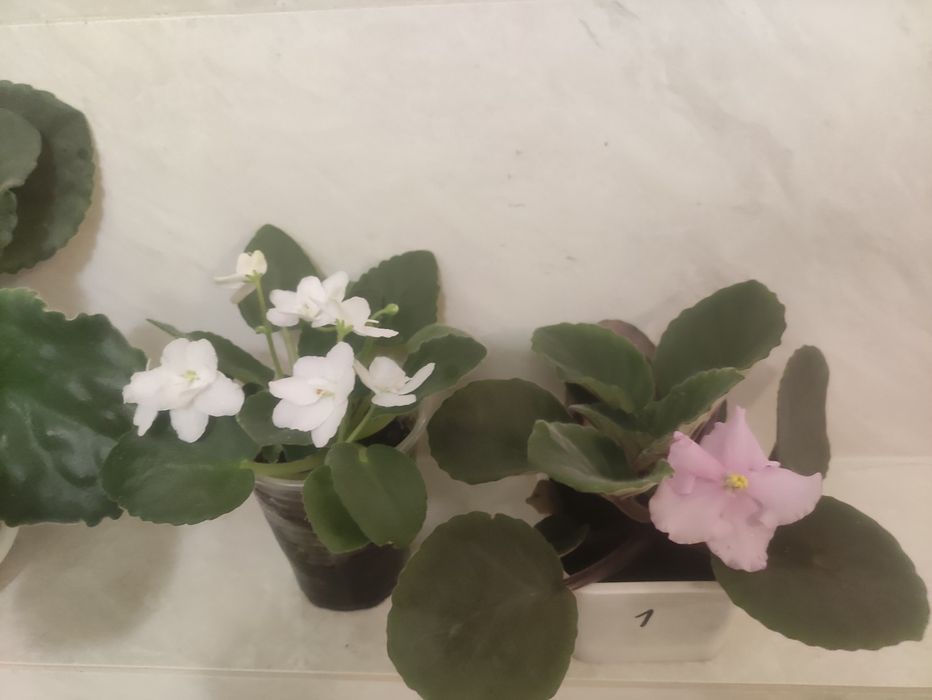 Мирт фіалки фікуси вазони кімнатні корисні очищувачі повітря